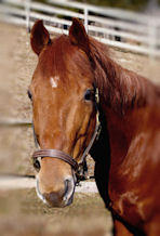 Colonel - Quarter Horse