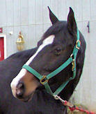 Pepper --TB/Paint Mare