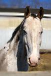 P.T.-- Appaloosa